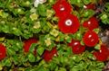 coral bead plant
